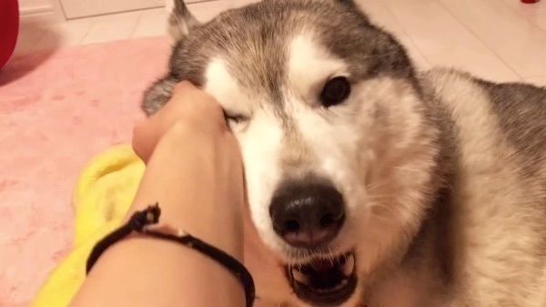 毛布が好きなシベリアン・ハスキー