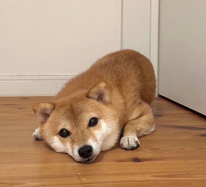 寝室の前で待つタマちゃん
