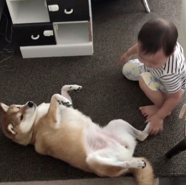 おなかをポンポンされる柴犬