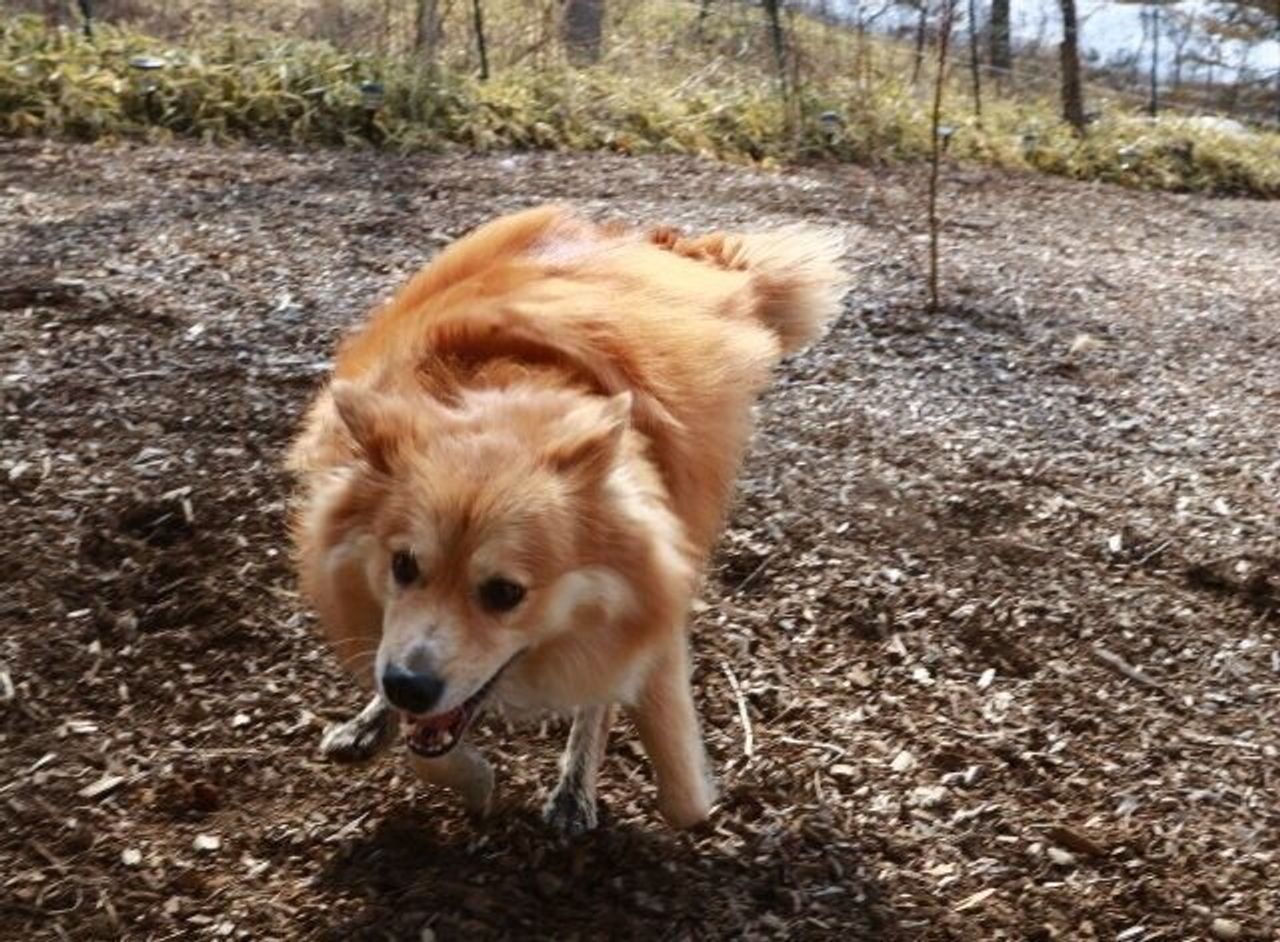 映画 ストレイ を観て考える 犬の幸せとは何か 穴澤賢の犬のはなし いぬのきもちweb Magazine 映画 ストレイ を観て考える 犬の幸せとは何か 穴澤賢の犬のはなし いぬのきもちweb Magazine