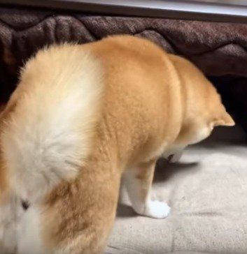 柴犬　ももちゃん