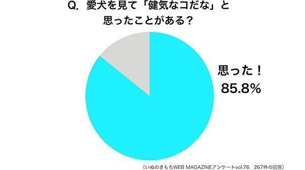調査：愛犬を見て健気だと思ったことある？
