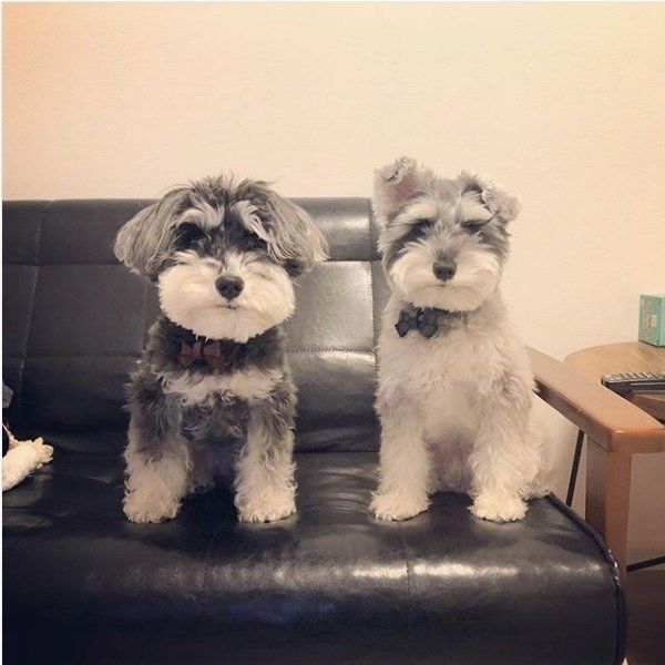 座って見つめるミニチュア・シュナウザー