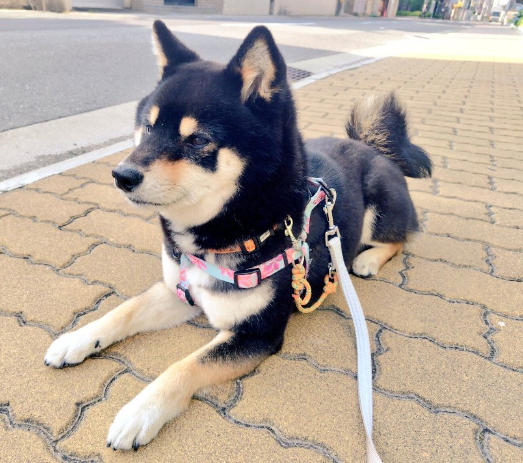フセをするこはるちゃん