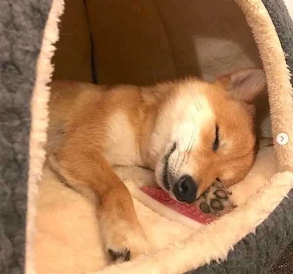 熟睡するにこちゃん