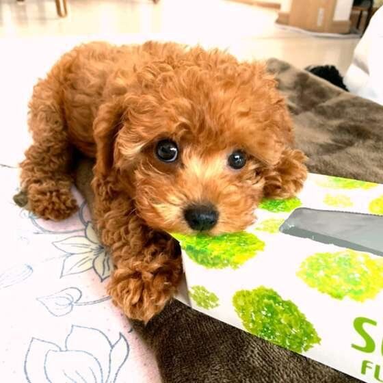 箱が大好きなトイ・プードル