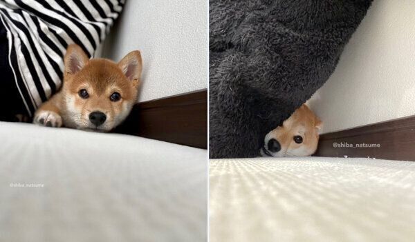飼い主さんの背中と壁の間で寝ようとする、なつめちゃん