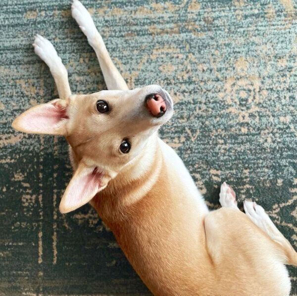 見つめるタップくん