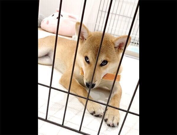 ガムをくわえながら眠気と闘うなつめちゃん