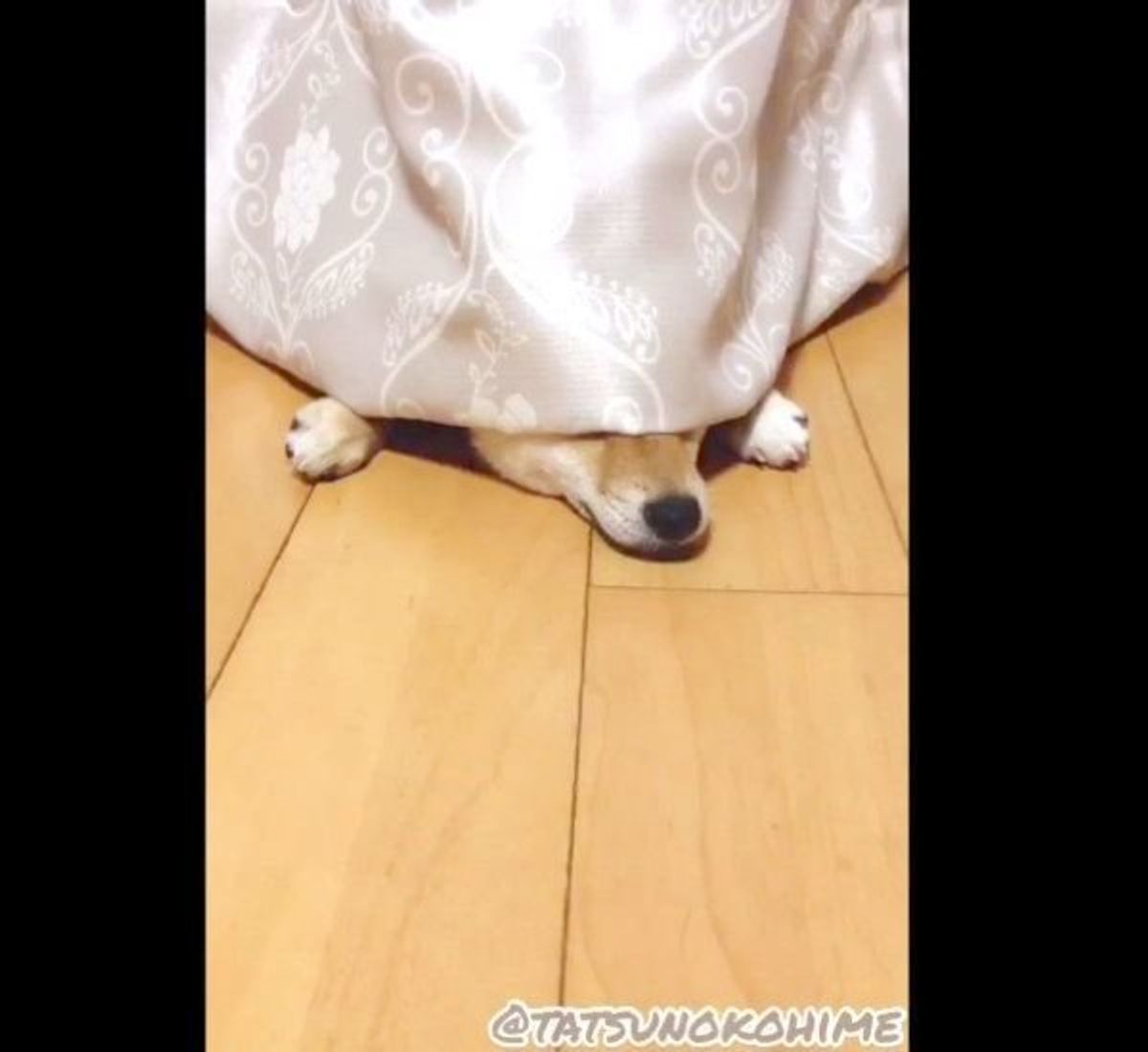 カーテンの裏に半日も 柴犬が すねちゃった理由 が可愛いすぎる いぬのきもちweb Magazine カーテンの裏に半日も 柴犬が すねちゃった理由 が可愛いすぎる いぬのきもちweb Magazine