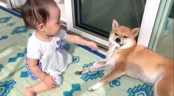 女の子に「どーぞ」される柴犬