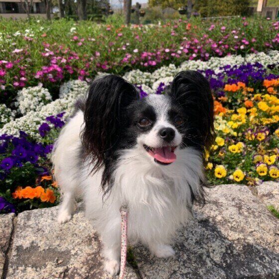 パピヨンの性格 飼い方のコツ 飼い主の悩みq A いぬのきもち 犬図鑑 いぬのきもちweb Magazine