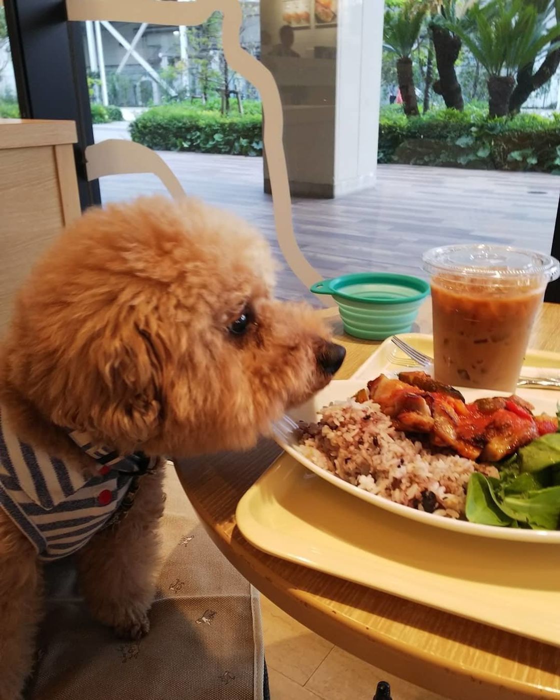 関東のおすすめドッグカフェ3選 インスタグラマーの体験ルポ付き いぬのきもちweb Magazine 関東のおすすめドッグカフェ3選 インスタグラマーの体験ルポ付き いぬのきもちweb Magazine