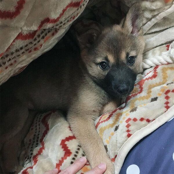 見つめるいのちゃん