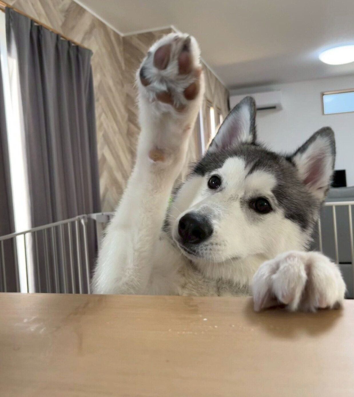 「はーい！」と前足をあげるゆのくん