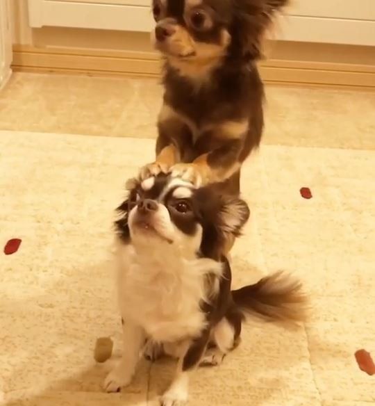 チワワのソラくんとリクくん