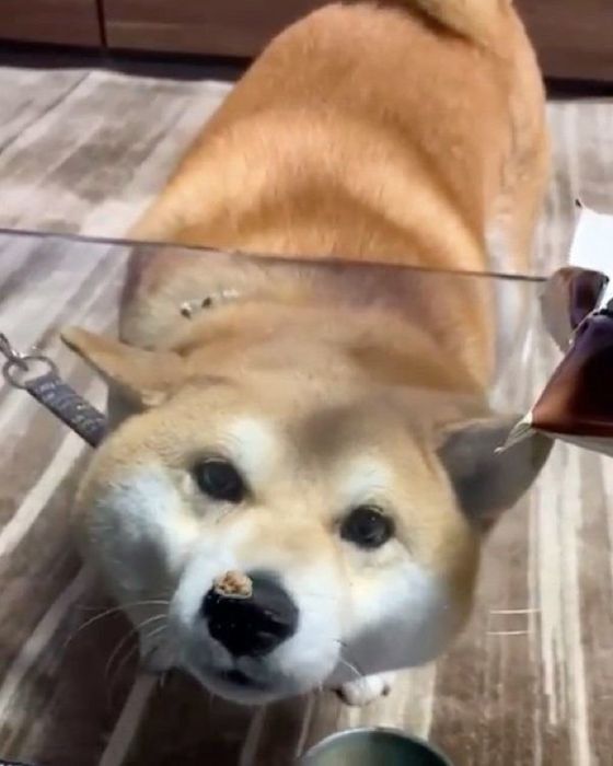 ごはんに気づいたたろくん