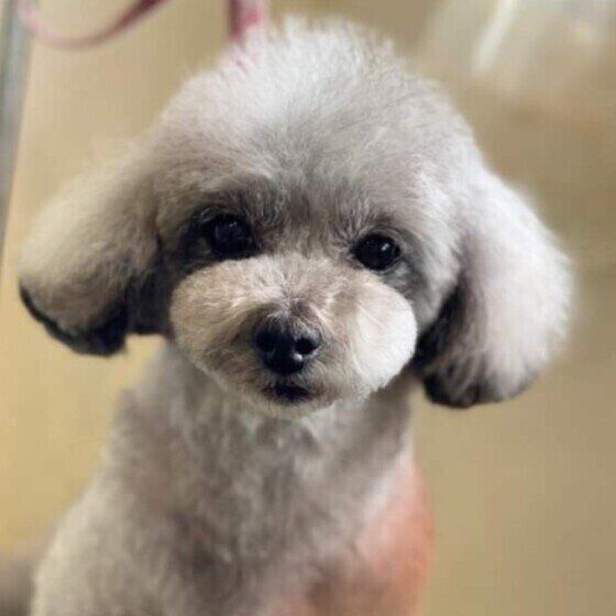 怖い？ 痛い？ 犬が「後ずさり」する理由 いぬのきもち