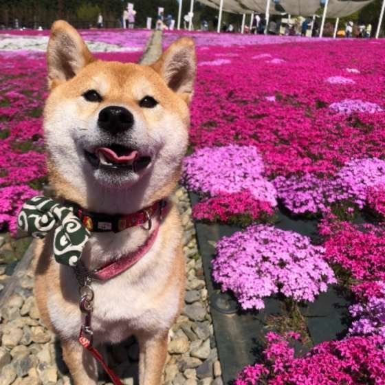 花畑と柴犬