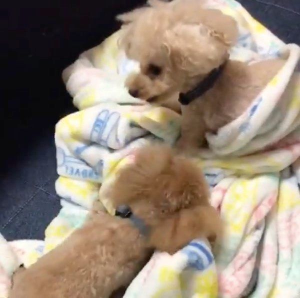 仲良く遊ぶトイ・プードル