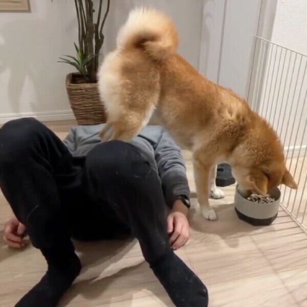 パパさんの上に乗ってゴハンを食べるもなかまるちゃん