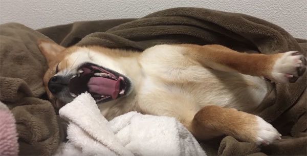 あくびする柴犬