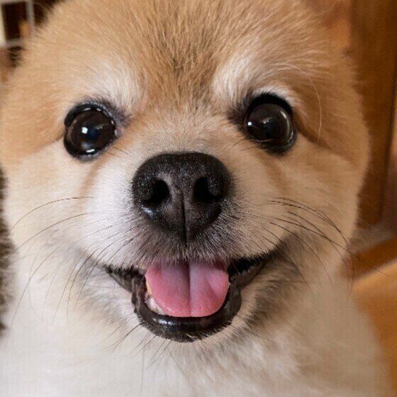 ぱんくん（ポメラニアン）