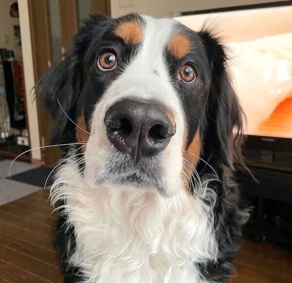 見つめるこうめちゃん