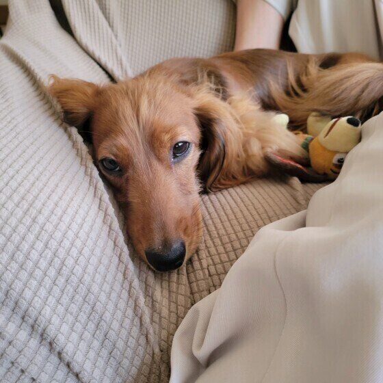 ウトウトするミニチュア・ダックスフンドのロビンちゃん