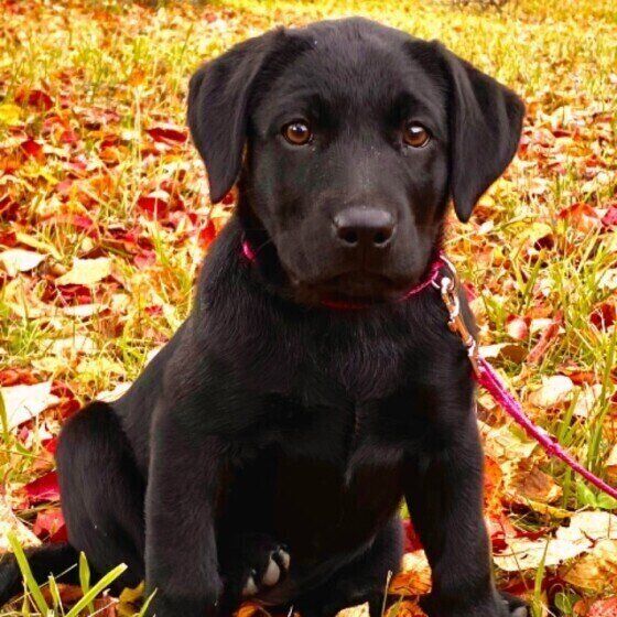 ラブラドール・レトリーバー