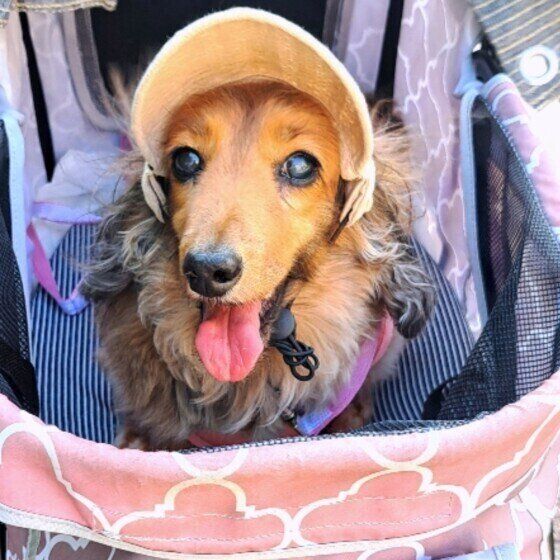 愛犬に帽子やサンバイザーを着用させる場合の注意点とは？ いぬのきもち