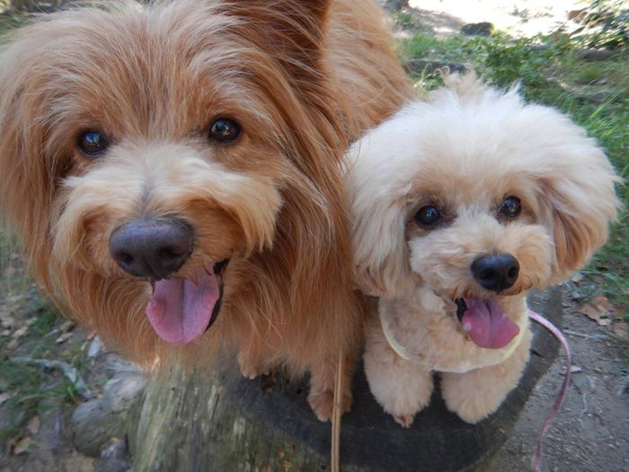 連載「こぐま犬てんすけ」