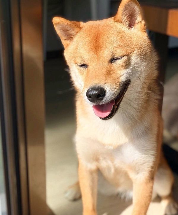 豆柴のあんこちゃん