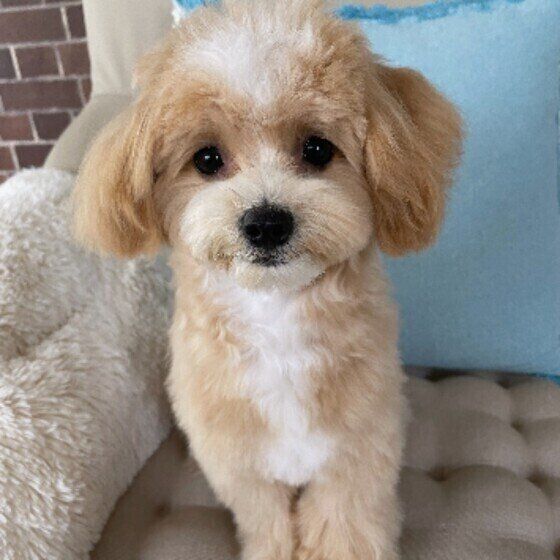 お尻周りのお手入れ、本当のところどこまでやるべきか？獣医師に聞いてみた いぬのきもち