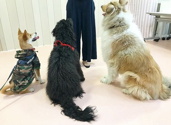 犬の幼稚園でのこたろうくん