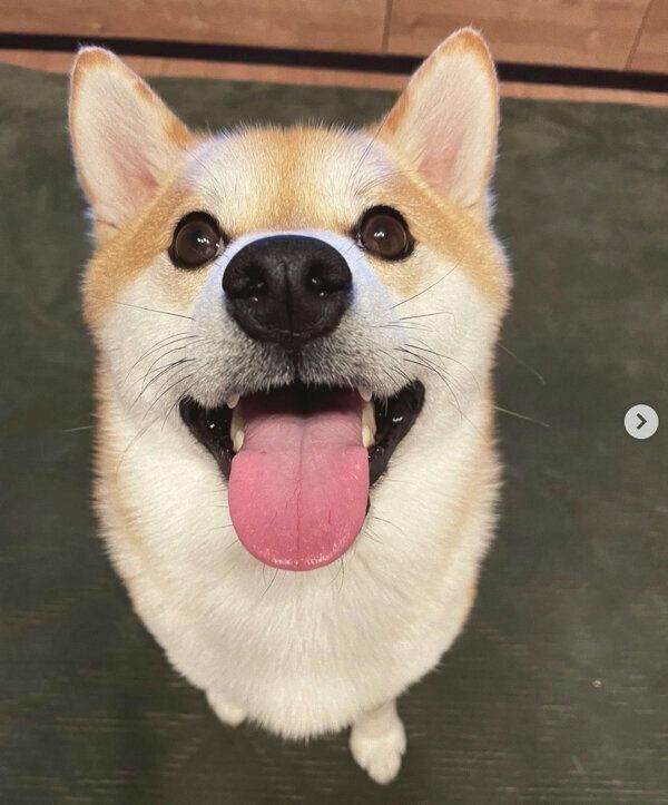 笑顔が可愛いしらすくん