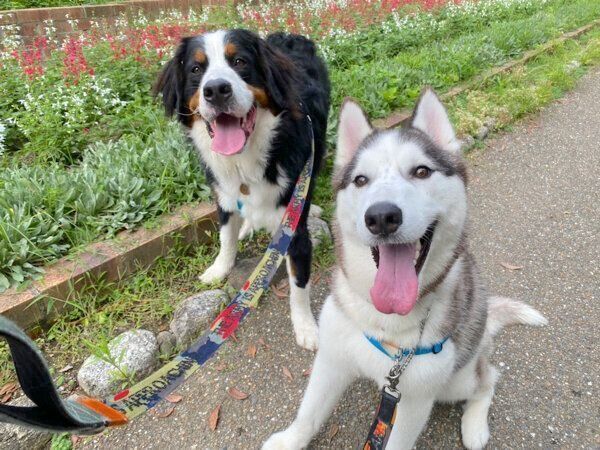 お散歩するシルバくん、ダンテくん