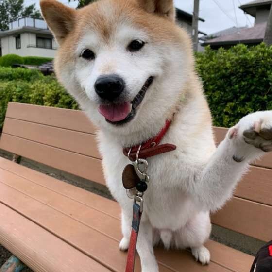 柴犬・ケン太くん・お手