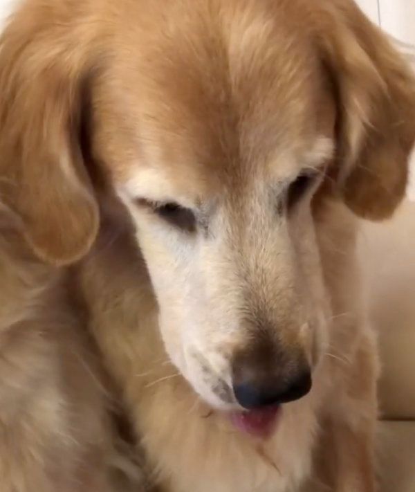 おやつを仕方なく食べるゴールデン・レトリーバー