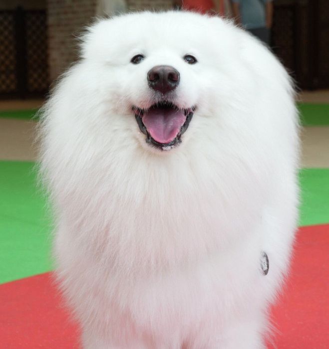笑顔が可愛いダッツくん