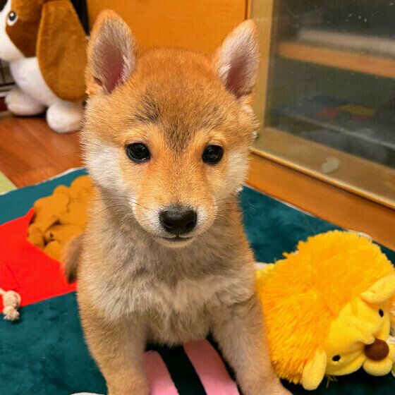 じっと見つめてくる柴犬