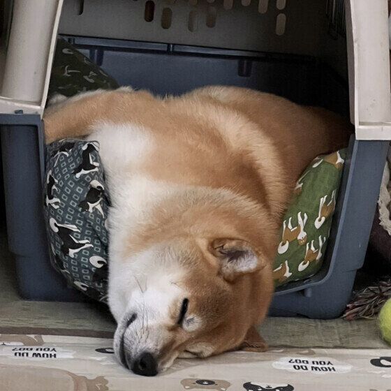 柴のぽんたくん