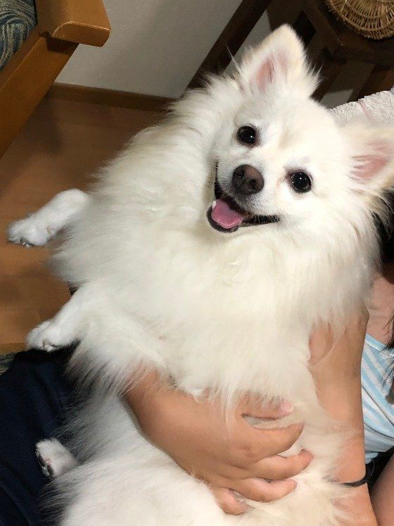 ポメラニアン