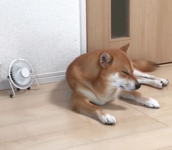 まったりする柴犬