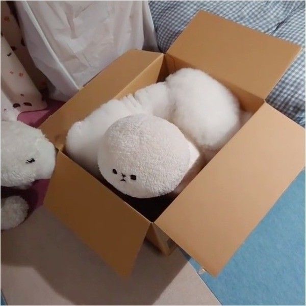 ダンボール大好きワンコ