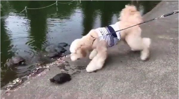 カメと対面ワンコ