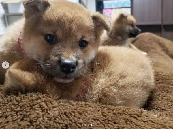 身を寄せ合って眠るコイくん、トロくん、ウニくん