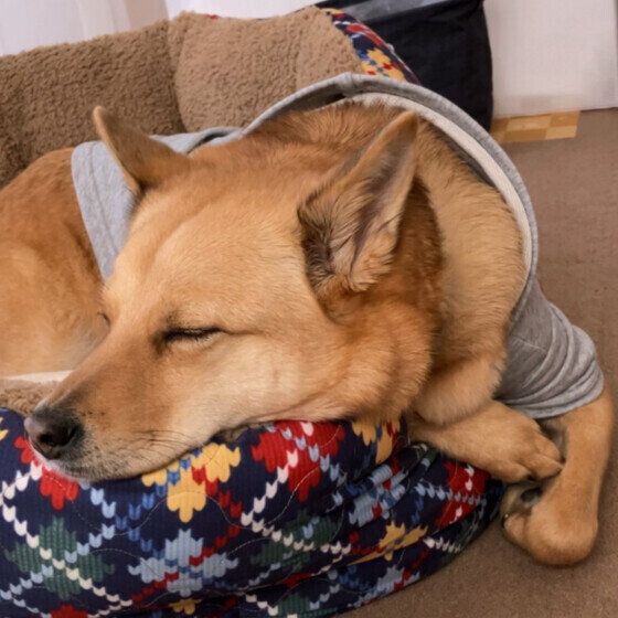 お昼寝する中型Mix犬