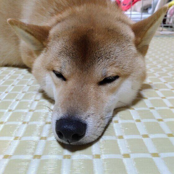 柴犬のペロくん