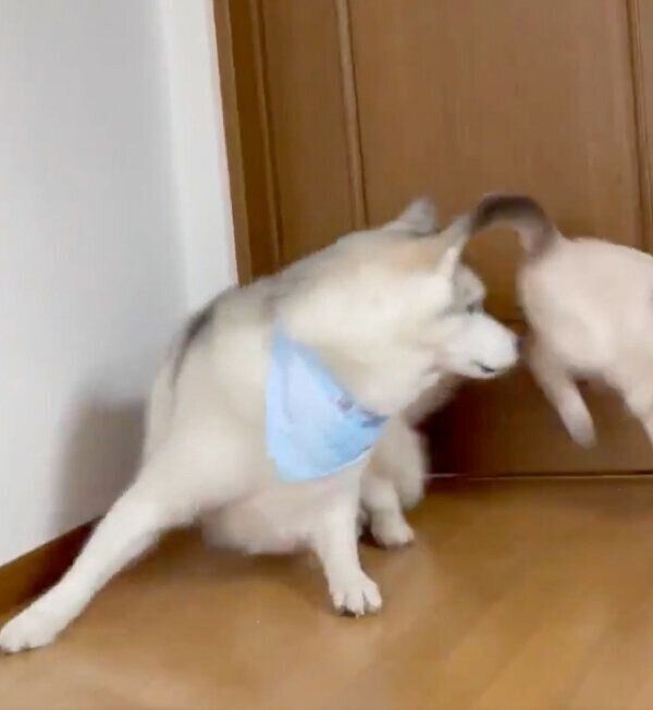 飛び降りてきたしゃちくんにびっくりするユキちゃん